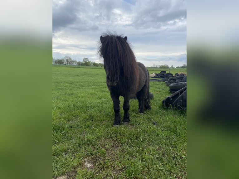 Mini Shetland Pony Stallion 14 years 7 hh Black in Seedorf