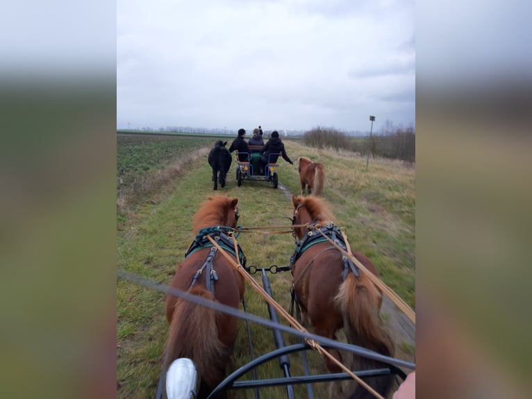 Mini Shetland Pony Stallion 14 years 7,3 hh Chestnut-Red in Leipzig