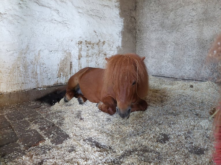 Mini Shetland Pony Stallion 14 years 7,3 hh Chestnut-Red in Leipzig