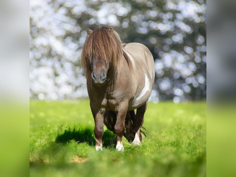 Mini Shetland Pony Stallion 15 years 8,1 hh in Gro&#xDF;enkneten