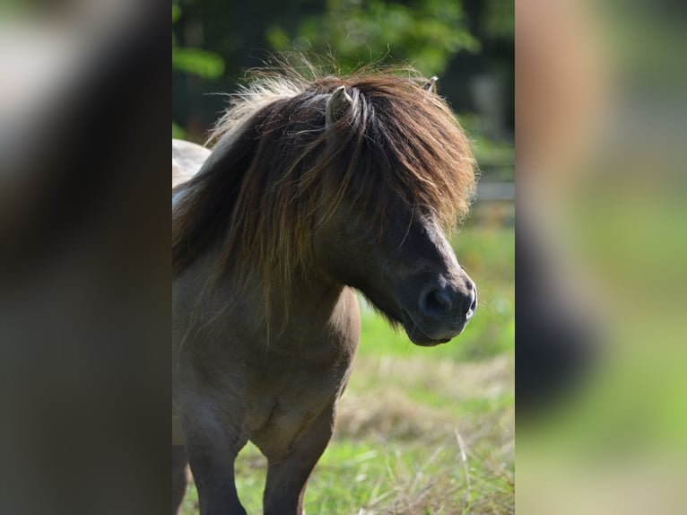 Mini Shetland Pony Stallion 15 years 8,1 hh in Gro&#xDF;enkneten