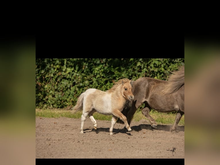 Mini Shetland Pony Stallion 15 years 8,1 hh in Gro&#xDF;enkneten