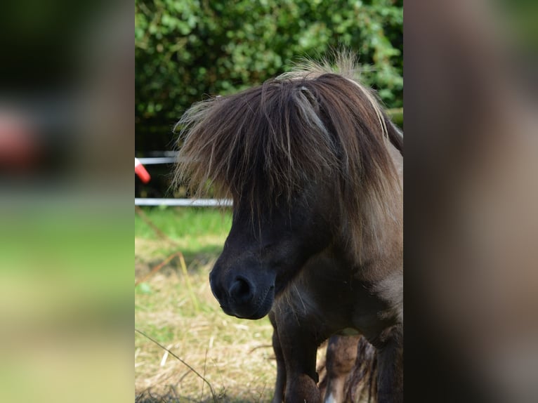 Mini Shetland Pony Stallion 15 years 8,1 hh in Gro&#xDF;enkneten