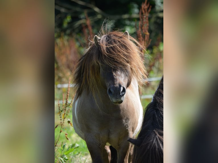 Mini Shetland Pony Stallion 15 years 8,1 hh in Gro&#xDF;enkneten