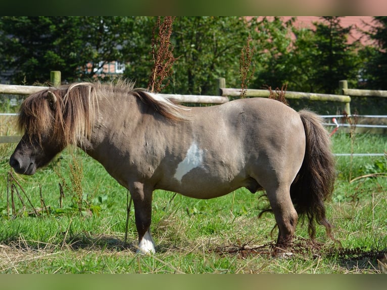 Mini Shetland Pony Stallion 15 years 8,1 hh in Gro&#xDF;enkneten