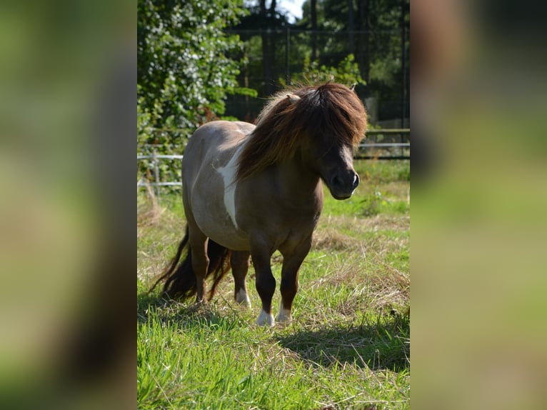 Mini Shetland Pony Stallion 15 years 8,1 hh in Gro&#xDF;enkneten