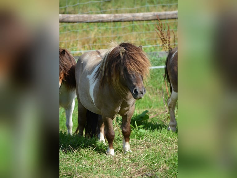 Mini Shetland Pony Stallion 15 years 8,1 hh in Gro&#xDF;enkneten