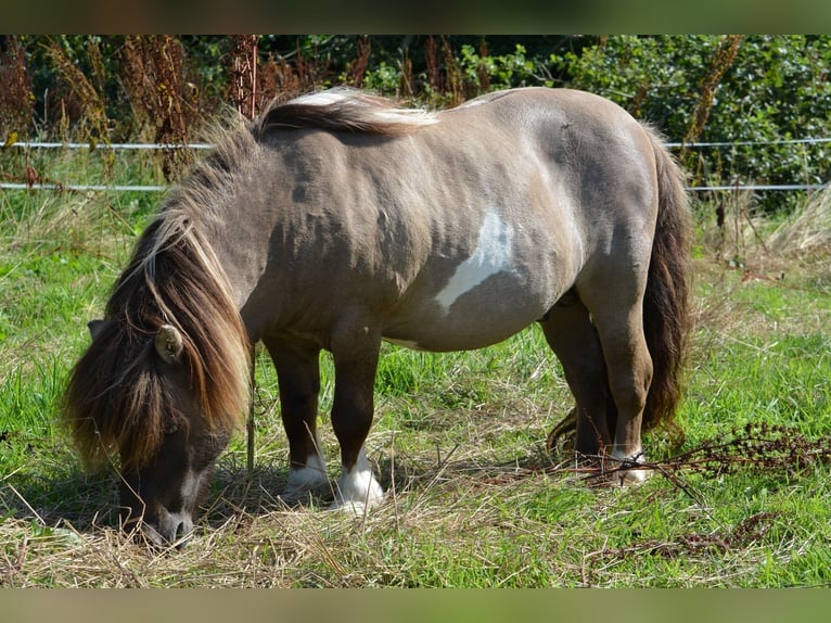 Mini Shetland Pony Stallion 15 years 8,1 hh in Gro&#xDF;enkneten