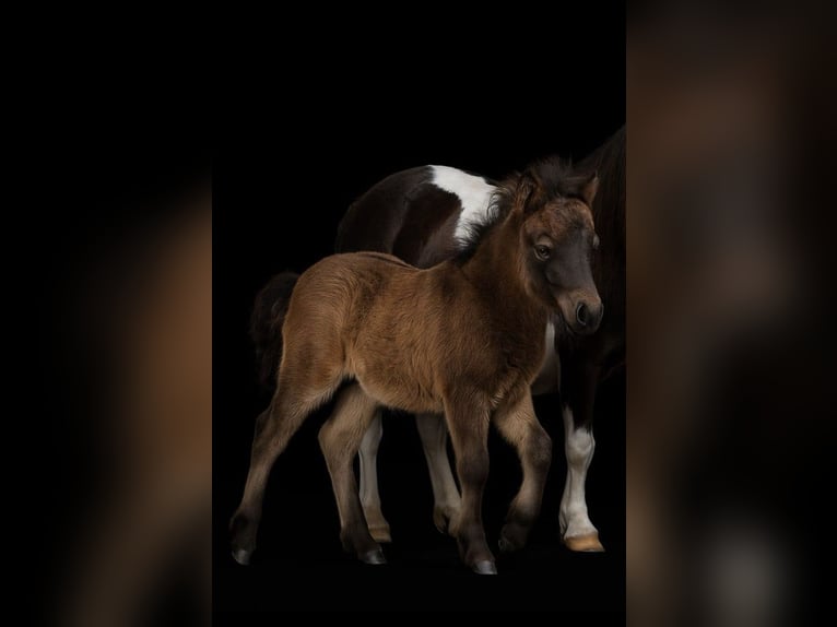 Mini Shetland Pony Stallion 15 years 8,1 hh in Gro&#xDF;enkneten