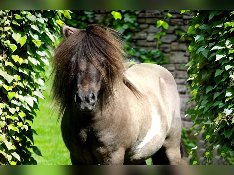 Mini Shetland Pony Stallion 15 years 8,1 hh in Gro&#xDF;enkneten