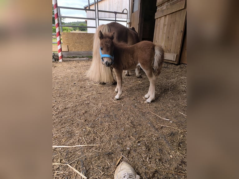 Mini Shetland Pony Stallion 1 year 5,3 hh Palomino in Wald-Michelbach
