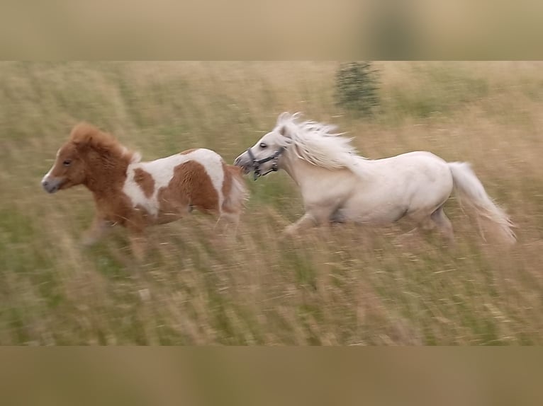Mini Shetland Pony Stallion 1 year 6,3 hh Palomino in Unterschneidheim