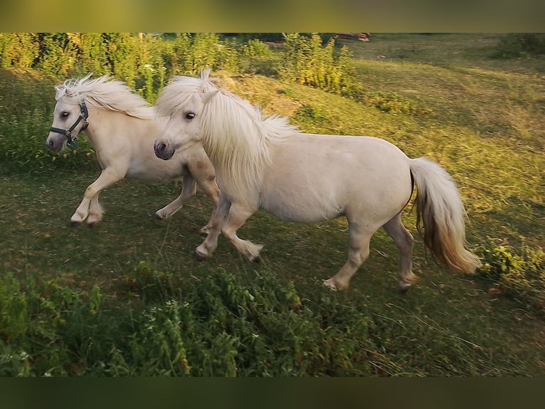 Mini Shetland Pony Stallion 1 year 6,3 hh Palomino in Unterschneidheim