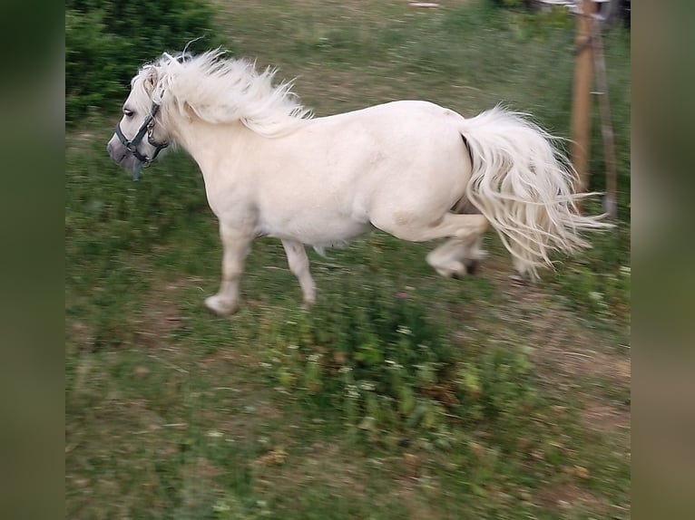 Mini Shetland Pony Stallion 1 year 6,3 hh Palomino in Unterschneidheim