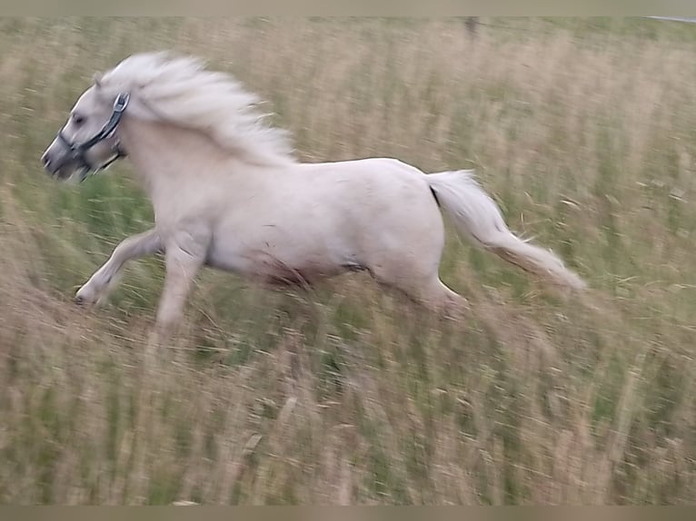 Mini Shetland Pony Stallion 1 year 6,3 hh Palomino in Unterschneidheim