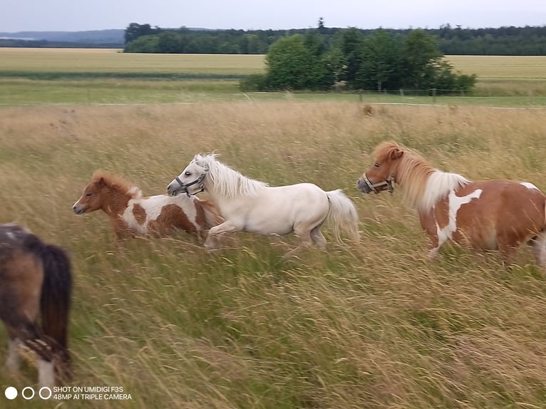Mini Shetland Pony Stallion 1 year 6,3 hh Palomino in Unterschneidheim