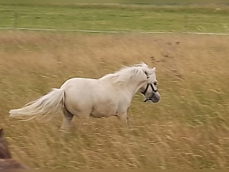 Mini Shetland Pony Stallion 1 year 6,3 hh Palomino in Unterschneidheim