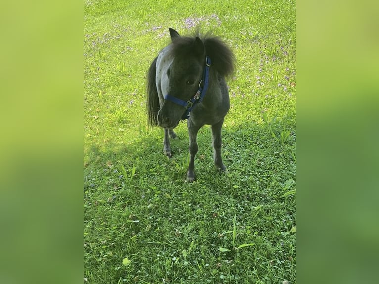 Mini Shetland Pony Stallion 1 year 7.1 hh  in Campoverde