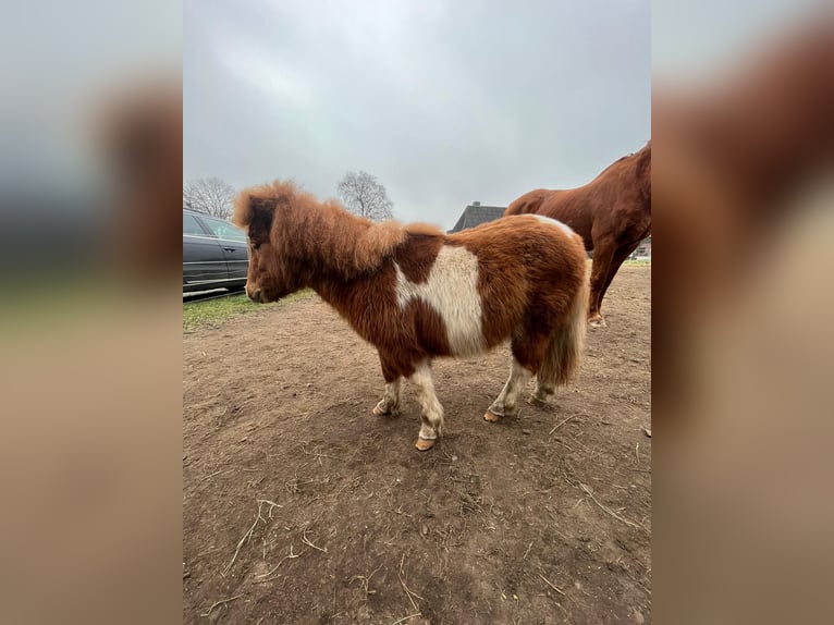 Mini Shetland Pony Stallion 1 year 7,2 hh Brown in Tielen