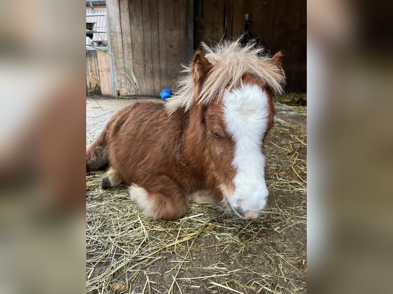 Mini Shetland Pony Stallion 1 year 7,3 hh Chestnut-Red in Liestal
