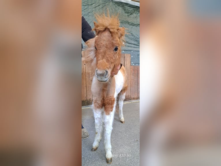 Mini Shetland Pony Stallion 1 year 7,3 hh in Achenkirch