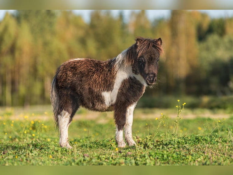 Mini Shetland Pony Stallion 1 year 7,3 hh Pinto in Daugavpils