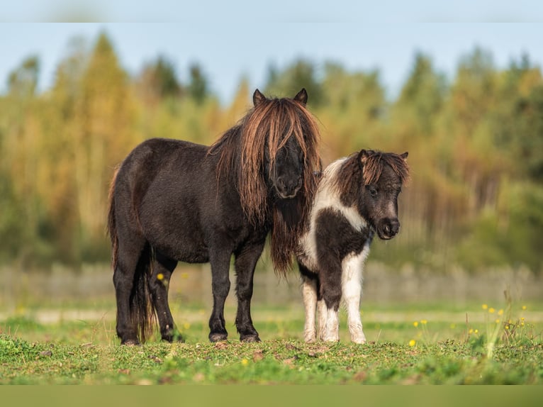 Mini Shetland Pony Stallion 1 year 7,3 hh Pinto in Daugavpils