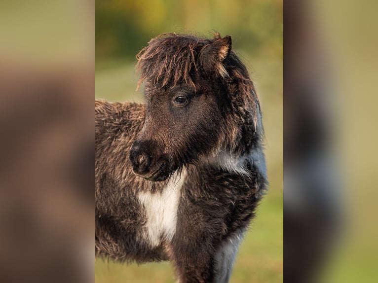 Mini Shetland Pony Stallion 1 year 7,3 hh Pinto in Daugavpils