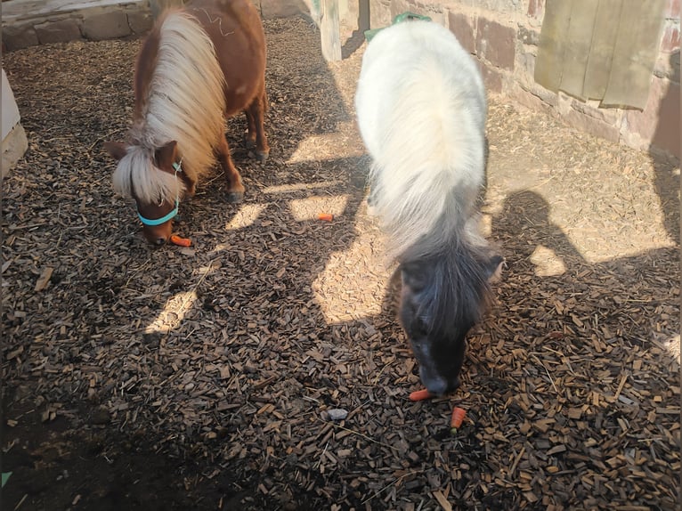 Mini Shetland Pony Stallion 1 year 7 hh Brown in Hohberg