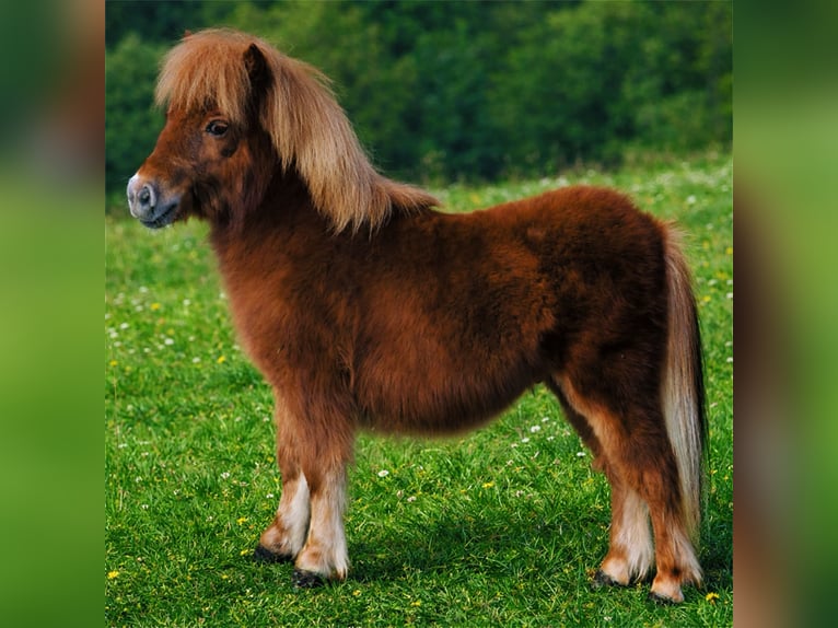 Mini Shetland Pony Stallion 1 year 7 hh Chestnut-Red in Bergamo
