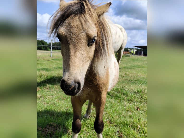 Mini Shetland Pony Stallion 1 year 7,1 hh Overo-all-colors in Ostbevern