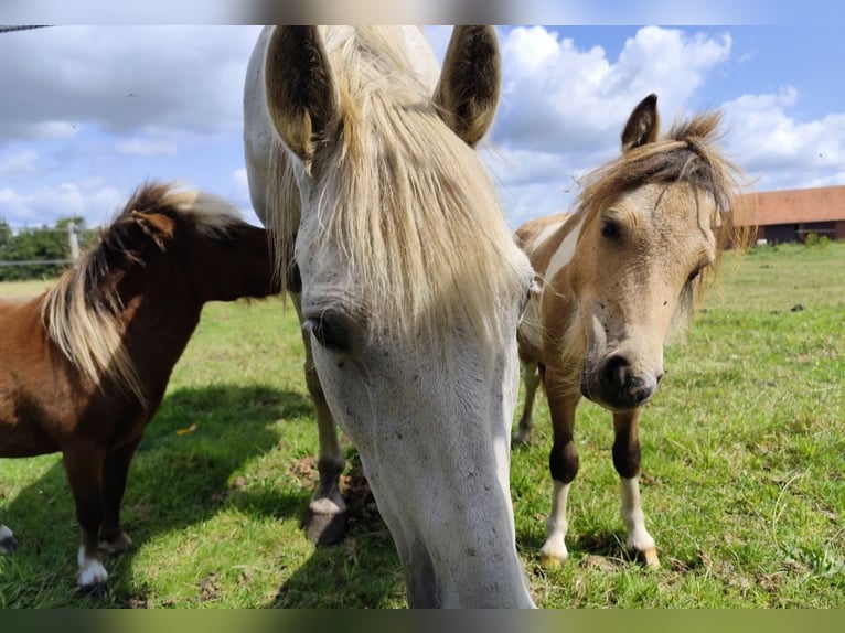 Mini Shetland Pony Stallion 1 year 7,1 hh Overo-all-colors in Ostbevern