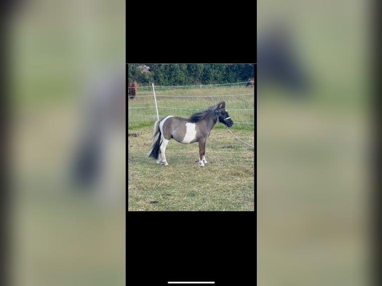 Mini Shetland Pony Stallion 1 year 7,3 hh in D&#xF8;strup