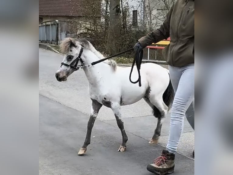 Mini Shetland Pony Stallion 1 year 7,3 hh Leopard-Piebald in Schemmerhofen