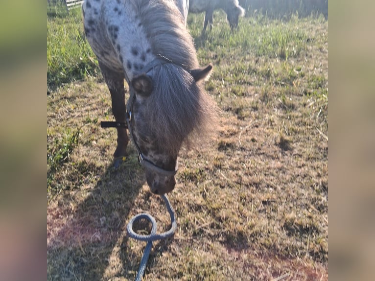 Mini Shetland Pony Stallion 1 year 8.1 hh Leopard-Piebald in Heldburg