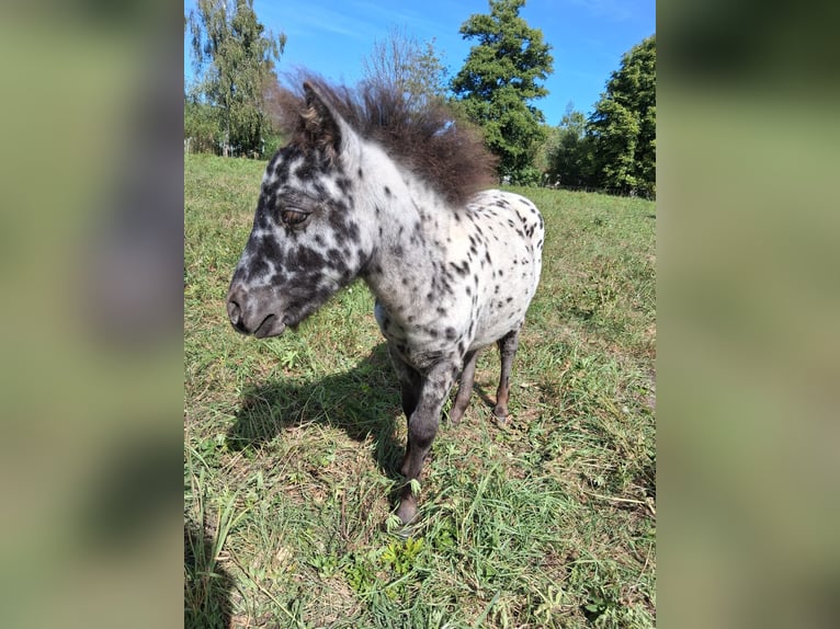 Mini Shetland Pony Stallion 1 year 8.1 hh Leopard-Piebald in Heldburg