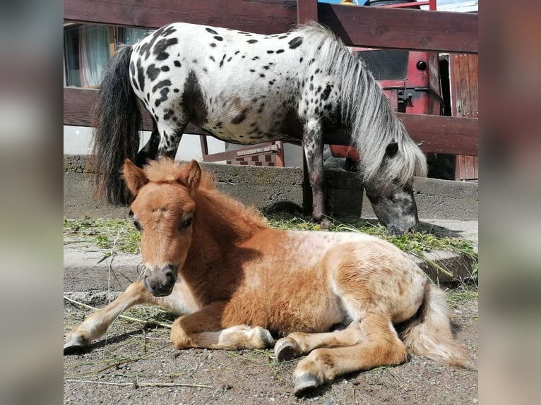 Mini Shetland Pony Stallion 1 year 8,1 hh Leopard-Piebald in Aue-Bad Schlema