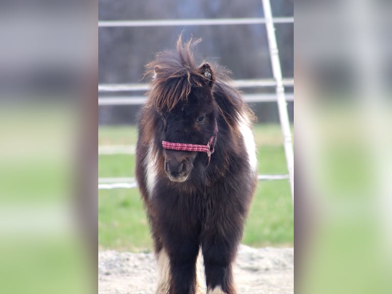 Mini Shetland Pony Stallion 1 year 8,1 hh Pinto in Kirchbichl