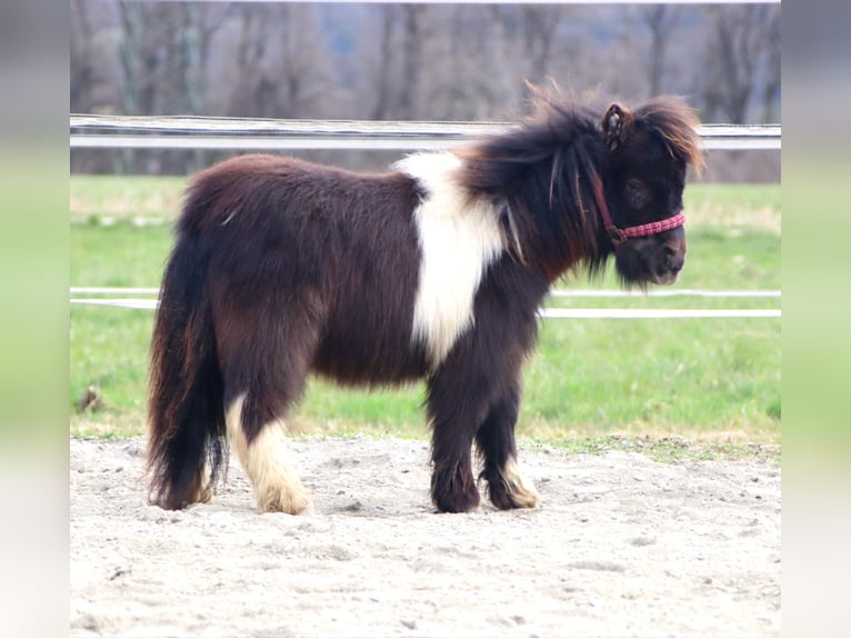 Mini Shetland Pony Stallion 1 year 8,1 hh Pinto in Kirchbichl