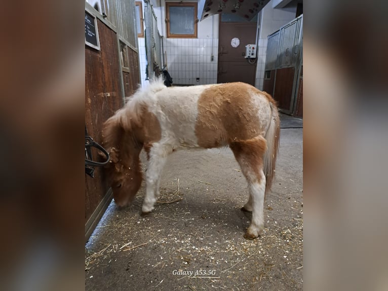 Mini Shetland Pony Mix Stallion 1 year 8,1 hh Pinto in Achenkirch