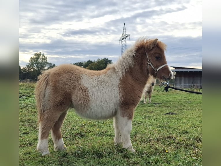 Mini Shetland Pony Stallion 1 year 8 hh Dun in Bergholz-Rehbrücke