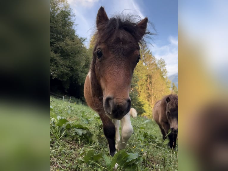 Mini Shetland Pony Stallion 1 year 8,1 hh Brown in Frallach