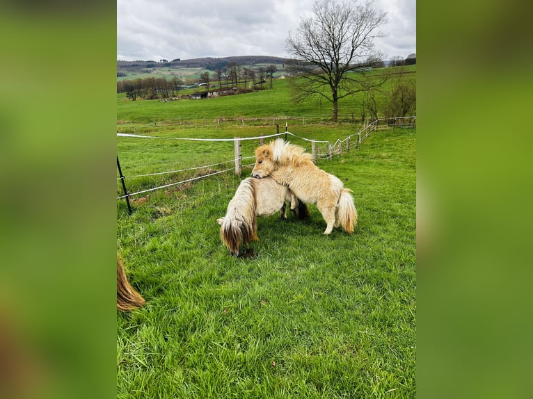 Mini Shetland Pony Stallion 1 year 8,1 hh Red Dun in Uslar