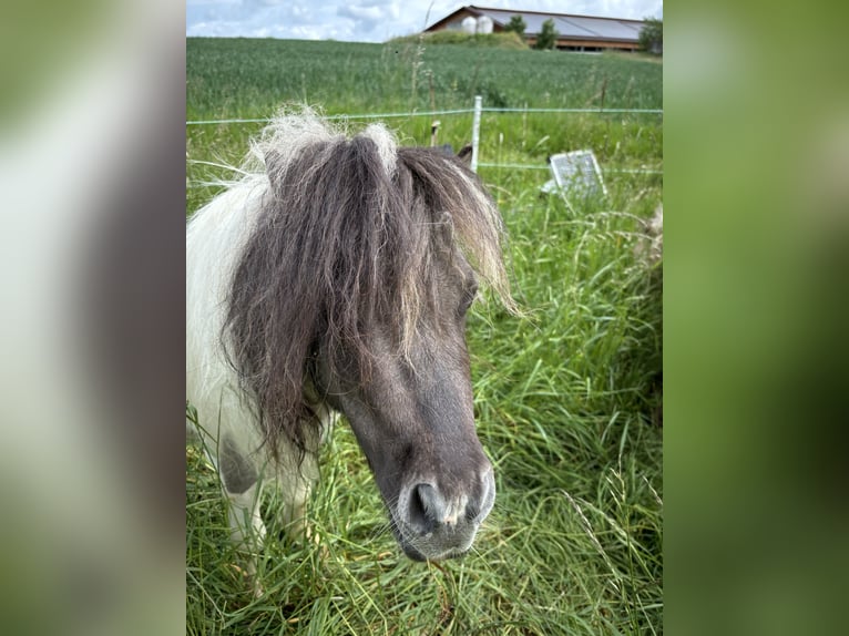 Mini Shetland Pony Stallion 1 year 8,3 hh Dun in Hechingen