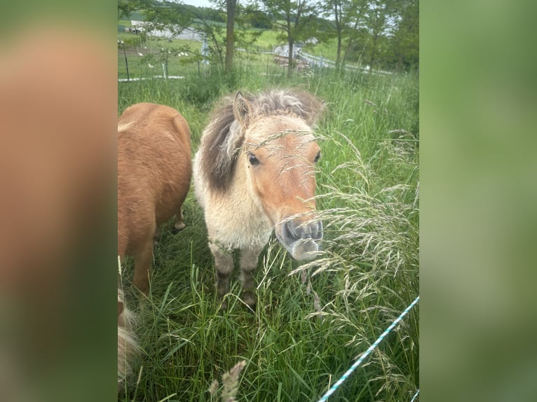 Mini Shetland Pony Stallion 1 year 8,3 hh Dun in Hechingen