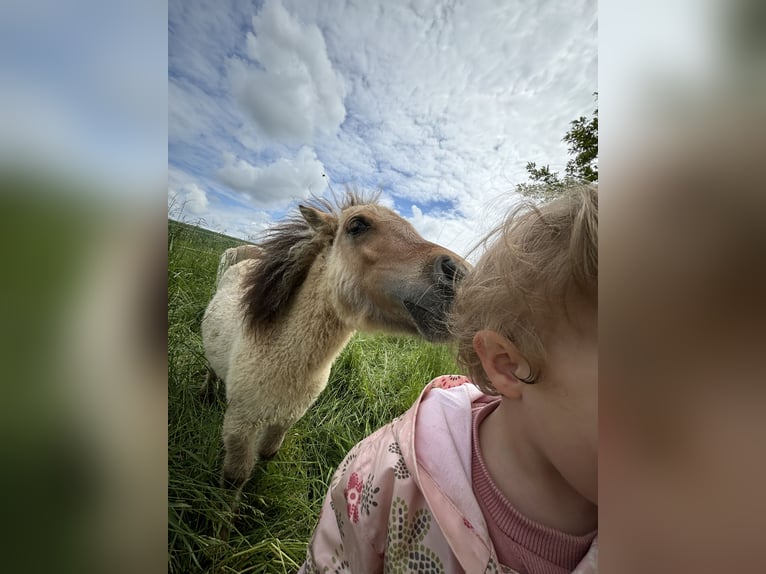 Mini Shetland Pony Stallion 1 year 8,3 hh Dun in Hechingen