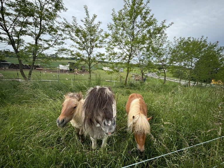Mini Shetland Pony Stallion 1 year 8,3 hh Dun in Hechingen