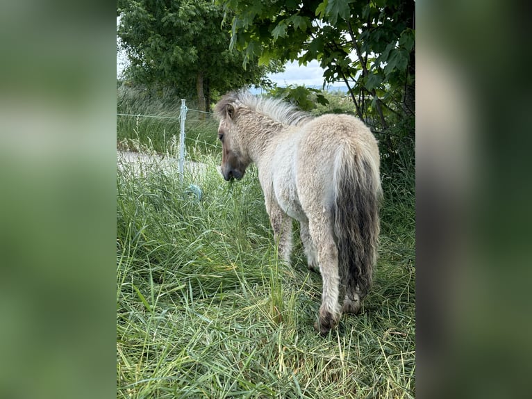 Mini Shetland Pony Stallion 1 year 8,3 hh Dun in Hechingen