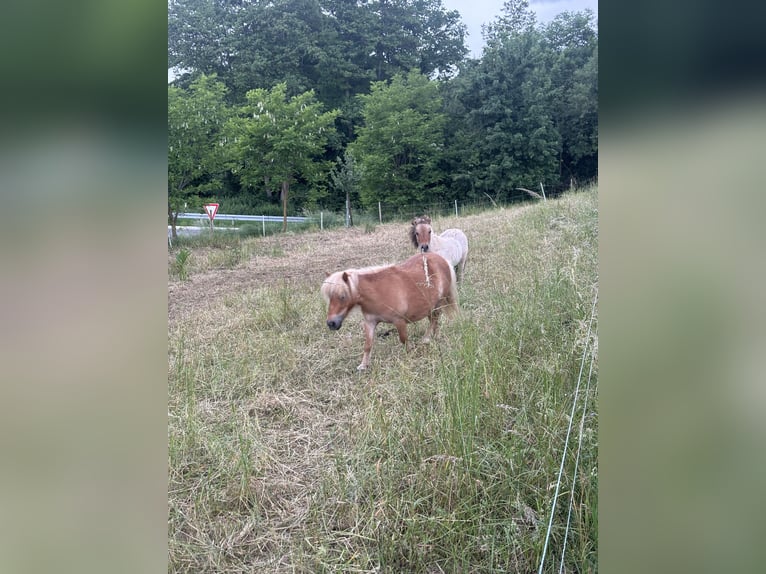 Mini Shetland Pony Stallion 1 year 8,3 hh Dun in Hechingen