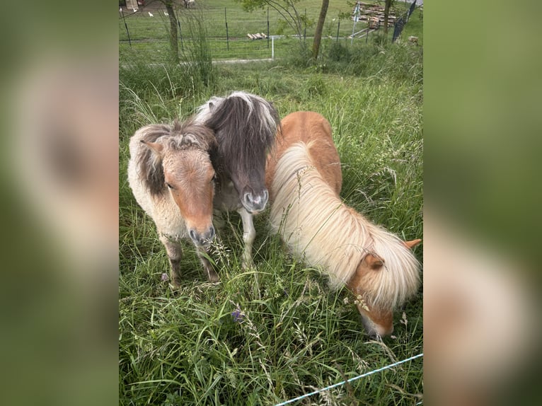 Mini Shetland Pony Stallion 1 year 8,3 hh Dun in Hechingen